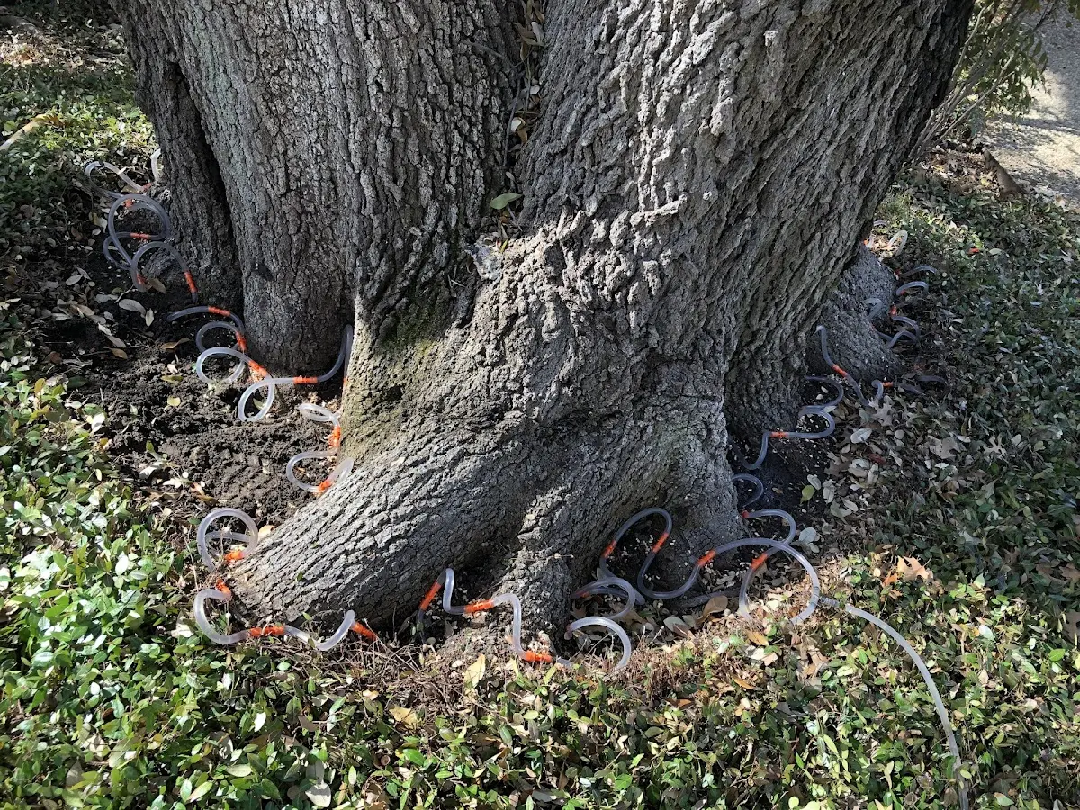 Detailed Tree Cabling and Bracing job site in Glidden